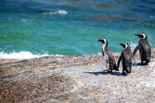 Où vivent les pingouins et les manchots ?