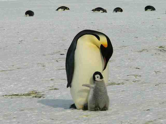 Est-ce que le pingouin nage ?