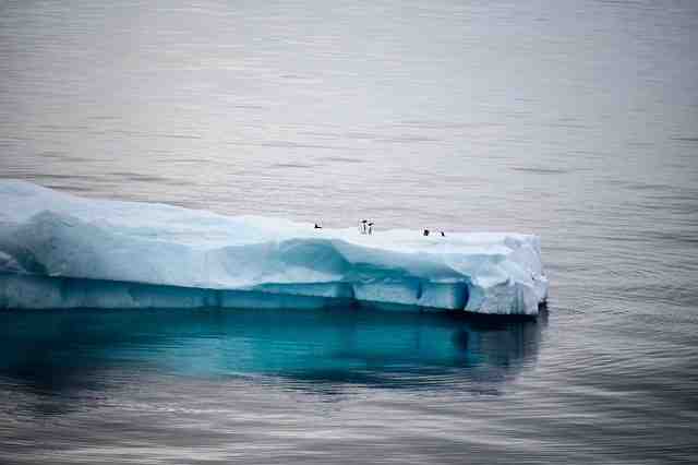 Est-ce qu'il y a des pingouins au Pôle Nord ?