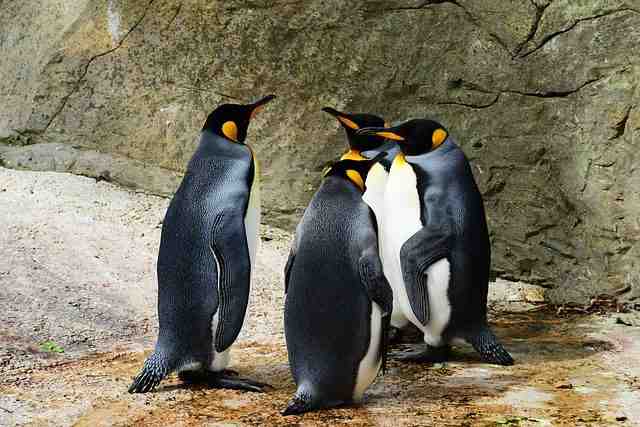 Pourquoi les pingouins sont en voie de disparition ?