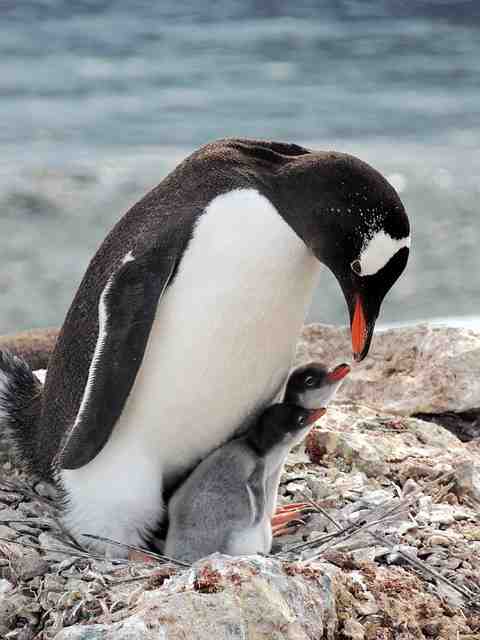 Quelle différence entre pingouin et manchot ?