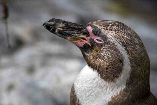 Qui vole entre le manchot et le pingouin ?